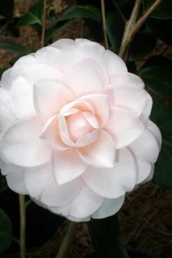 Goggy Camellia Japonica - 1 Gallon Pot -Hydrangeas Zone Camellia Goggy 3
