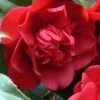 Governor Mouton Red Camellia Japonica - 3 Gallon Pot -Hydrangeas Zone Camellia Governor Mouton 1 500x750 1