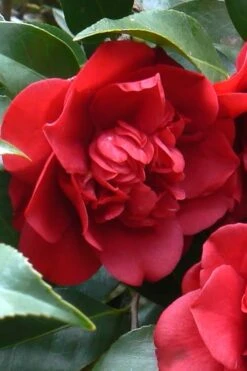 Governor Mouton Red Camellia Japonica - 3 Gallon Pot