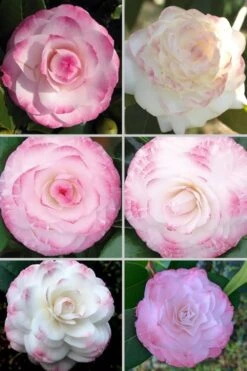 Grace Albritton Camellia Japonica - 3 Gallon Pot -Hydrangeas Zone Camellia Grace Albritton 4