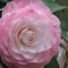 Grace Albritton Camellia Japonica - 3 Gallon Pot -Hydrangeas Zone Camellia Grace Albritton 5