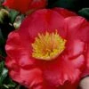 Gunsmoke Camellia Japonica - 3 Gallon Pot -Hydrangeas Zone Camellia Gunsmoke 8