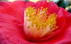 Gunsmoke Camellia Japonica - 3 Gallon Pot -Hydrangeas Zone Camellia Gunsmoke Closeup Flower 3