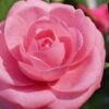Jerry Hill Pink Camellia - 2.5 Gallon Pot -Hydrangeas Zone Camellia Jerry Hill 1