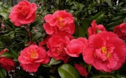 Kramers Supreme Red Double Camellia Japonica - 2 Gallon Pot -Hydrangeas Zone Camellia Kramers Supreme 52