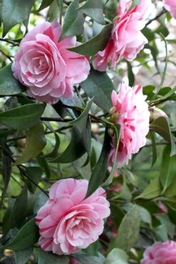 LA Peppermint Camellia Japonica - 3 Gallon Pot -Hydrangeas Zone Camellia La Peppermint 1