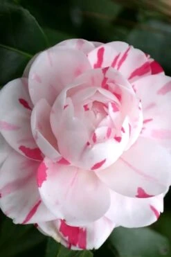 LA Peppermint Camellia Japonica - 3 Gallon Pot -Hydrangeas Zone Camellia La Peppermint 2