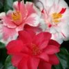 Lady Vansittart Multicolor Camellia Japonica - 6 Pack Of 1 Gallon Pots 1 Lady Vansittart Multicolor Camellia Japonica - 6 Pack Of 1 Gallon Pots -Hydrangeas Zone Camellia Lady Vansittart 50 1