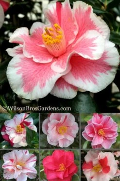 Lady Vansittart Multicolor Camellia Japonica - 2 Gallon Pot -Hydrangeas Zone Camellia Lady Vansittart 500x750 1