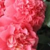 Maidens Of Great Promise Camellia - Japonica - 3 Gallon Pot -Hydrangeas Zone Camellia Maiden Of Great Promise 1