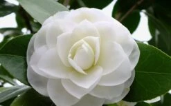 Morning Glow Camellia Japonica - 2 Gallon Pot -Hydrangeas Zone Camellia Morning Glow 800x500 1