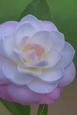 October Affair Camellia Japonica - 1 Gallon Pot -Hydrangeas Zone Camellia October Affair 6