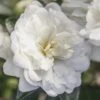 October Magic Bride Camellia - 2 Gallon Pot -Hydrangeas Zone Camellia October Magic Bride