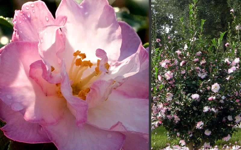 October Magic Orchid Camellia - 7 Gallon Pot 6 October Magic Orchid Camellia - 7 Gallon Pot - Image 4