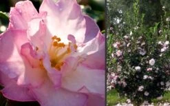 October Magic Orchid Camellia - 2 Gallon Pot -Hydrangeas Zone Camellia October Magic Orchid Flowers 2