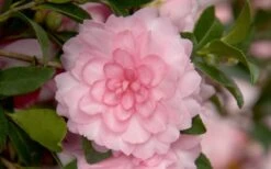 October Magic Pink Perplexion Camellia - 3 Gallon Pot -Hydrangeas Zone Camellia October Magic Pink Perplexion 1