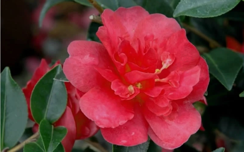 October Magic Rose Camellia - 2 Gallon Pot 6 October Magic Rose Camellia - 2 Gallon Pot - Image 4