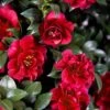 October Magic Ruby Camellia - 3 Gallon Pot -Hydrangeas Zone Camellia October Magic Ruby 20