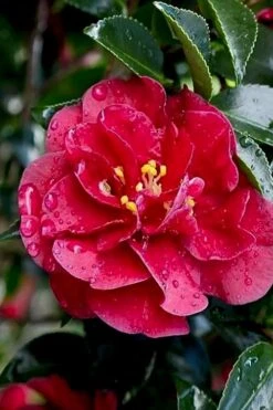 October Magic Ruby Camellia - 3 Gallon Pot -Hydrangeas Zone Camellia October Magic Ruby 23