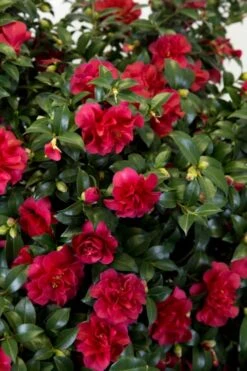 October Magic Ruby Camellia - 3 Gallon Pot -Hydrangeas Zone Camellia October Magic Ruby 27