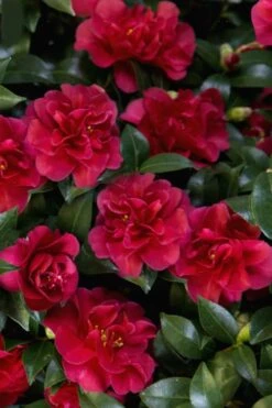 October Magic Ruby Camellia - 3 Gallon Pot -Hydrangeas Zone Camellia October Magic Ruby 28