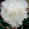 October Magic Snow Camellia - 2.5 Quart Pot -Hydrangeas Zone Camellia October Magic Snow 5