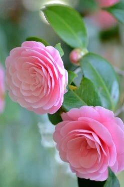 Otome Pink Camellia Japonica - 3 Gallon Pot -Hydrangeas Zone Camellia Otome 1