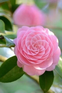 Otome Pink Camellia Japonica - 3 Gallon Pot -Hydrangeas Zone Camellia Otome 2