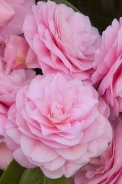 Pearl Maxwell Camellia Japonica - 1 Gallon Pot -Hydrangeas Zone Camellia Pearl Maxwell 10