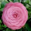 Pearl Maxwell Camellia Japonica - 1 Gallon Pot -Hydrangeas Zone Camellia Pearl Maxwell 4