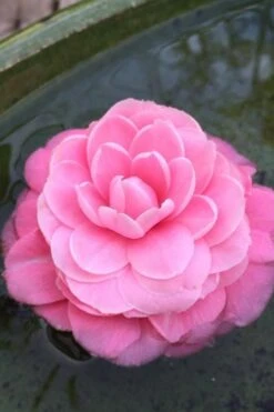 Pearl Maxwell Camellia Japonica - 1 Gallon Pot -Hydrangeas Zone Camellia Pearl Maxwell 5