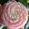 Pink Perfection Camellia Japonica - 1 Gallon Pot -Hydrangeas Zone Camellia Pink Perfection 26