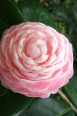 Pink Perfection Camellia Japonica - 6 Pack Of 1 Gallon Pots -Hydrangeas Zone Camellia Pink Perfection 27 1