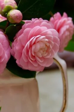 Pink Perfection Camellia Japonica - 6 Pack Of 1 Gallon Pots -Hydrangeas Zone Camellia Pink Perfection 29 1