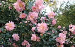 Pink Snow Camellia Sasanqua - 7 Gallon Pot (3-4') 9 Pink Snow Camellia Sasanqua - 7 Gallon Pot (3-4') -Hydrangeas Zone Camellia Pink Snow 5