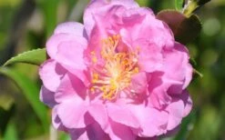 Pink Stella Camellia Sasanqua - 2 Gallon Pot -Hydrangeas Zone Camellia Pink Stella