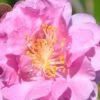 Pink Stella Camellia Sasanqua - 2 Gallon Pot
