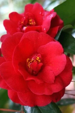 Rosehill Red Camellia - 3 Gallon Pot -Hydrangeas Zone Camellia Rose Hill Red 2