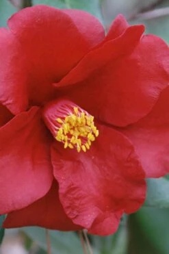 Royal Velvet Red Camellia Japonica - 7 Gallon Pot -Hydrangeas Zone Camellia Royal Velvet 2