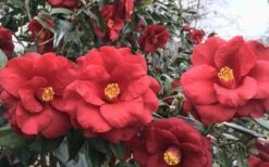 Royal Velvet Red Camellia Japonica - 7 Gallon Pot -Hydrangeas Zone Camellia Royal Velvet 3