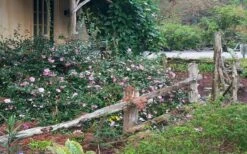 Sarrel Dwarf Camellia Sasanqua - 1 Gallon Pot -Hydrangeas Zone Camellia Sarrel 5