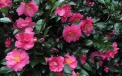 Shishi Gashira Dwarf Camellia Sasanqua - 6 Pack Of 1 Gallon Pots -Hydrangeas Zone Camellia Shishi Gashira 24
