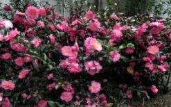 Shishi Gashira Dwarf Camellia Sasanqua - 6 Pack Of 1 Gallon Pots -Hydrangeas Zone Camellia Shishi Gashira