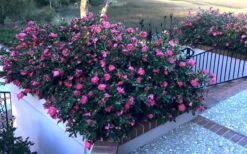 Shishi Gashira Dwarf Camellia Sasanqua - 6 Pack Of 1 Gallon Pots -Hydrangeas Zone Camellia Shishi Gashira 33