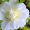 Snow Flurry Cold Hardy Camellia Hybrid - 3 Gallon Pot -Hydrangeas Zone Camellia Snow Flurry 1