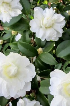 Snow Flurry Cold Hardy Camellia Hybrid - 3 Gallon Pot -Hydrangeas Zone Camellia Snow Flurry 6
