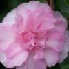 Sarrel Dwarf Camellia Sasanqua - 1 Gallon Pot -Hydrangeas Zone Camellia Sorrel 1