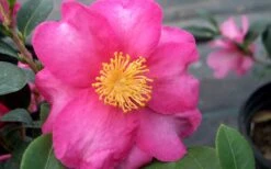 Stephanie Golden Dwarf Camellia Sasanqua - 3 Gallon Pot -Hydrangeas Zone Camellia Stephanie Golden Closeup Flower 1