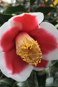 Tama No Ura Weeping Camellia Japonica - 1 Gallon Pot -Hydrangeas Zone Camellia Tama No Ura 1
