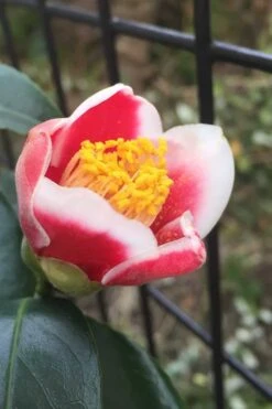 Tama No Ura Weeping Camellia Japonica - 1 Gallon Pot -Hydrangeas Zone Camellia Tama No Ura 4